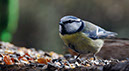 Blaumeise 2