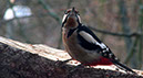 Herr Specht 1