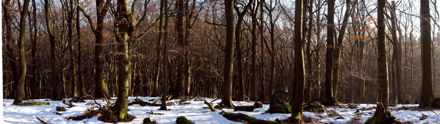 0056-altenhoefe-plateau-eichen