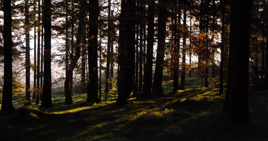 altkoenig-plateau-N-Graeser im Licht