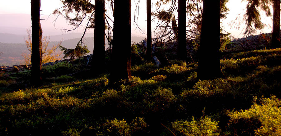 altkoenig-plateau-ONO-Blaubeeren im Licht