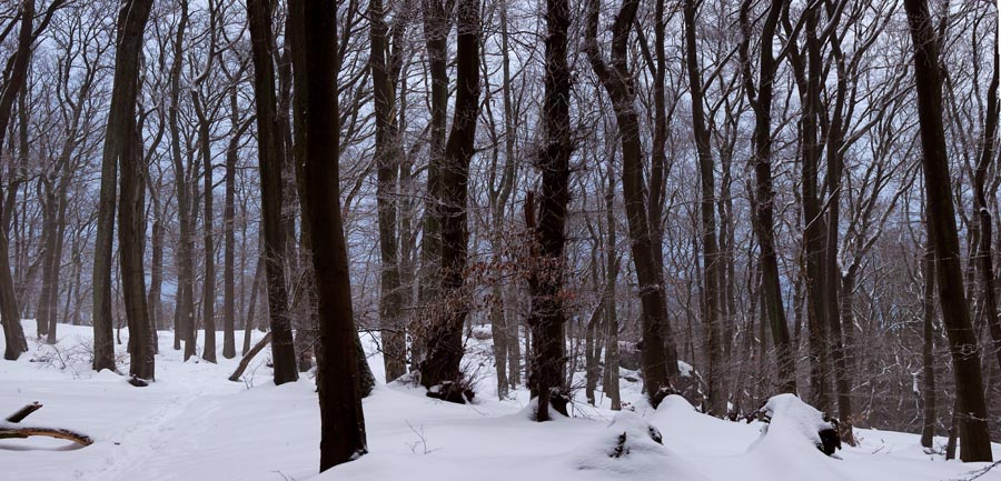 Pan_Huenerberg-Winterwald_01-900