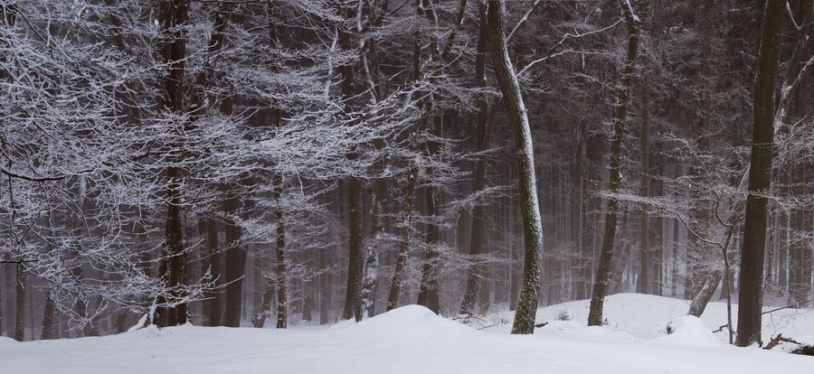 Pan_Huenerberg-Winterwald_04-900