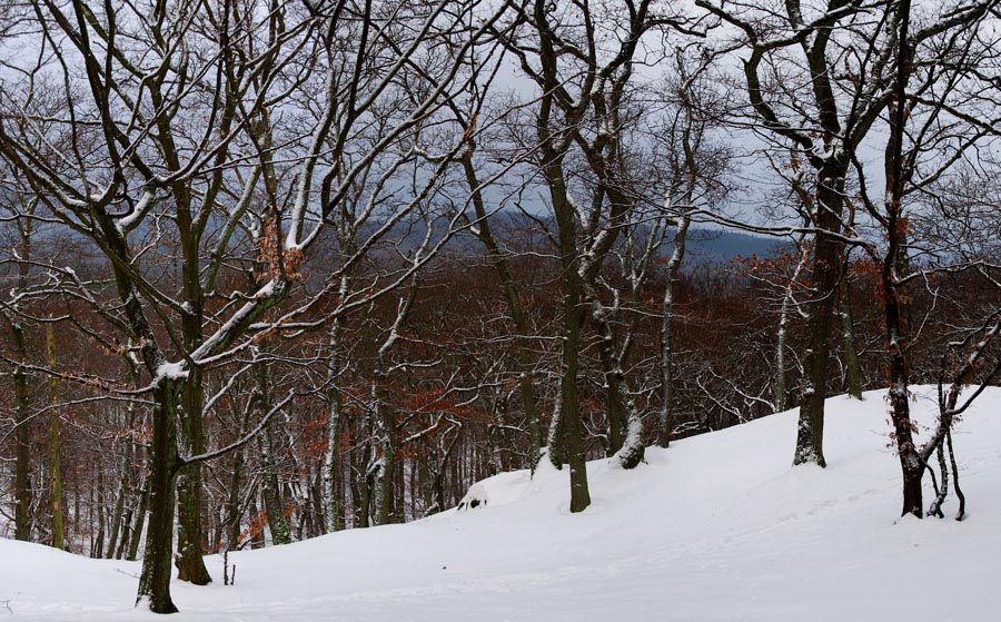 Pan_Huenerberg-Winterwald_06-900