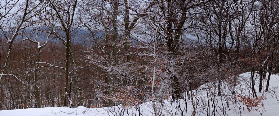 Pan_Huenerberg-Winterwald_07-900