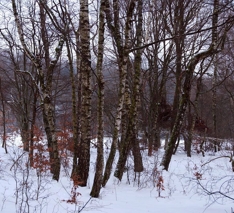 Pan_Huenerberg-Winterwald_10-900