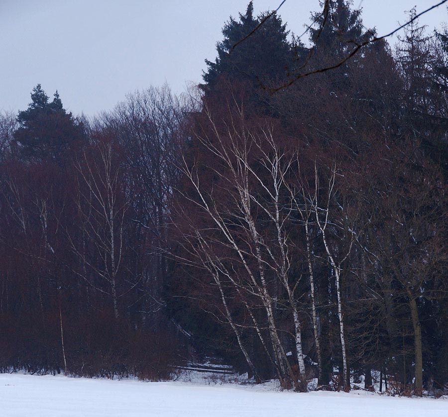 Pan_Huenerberg-Winterwald_11-900